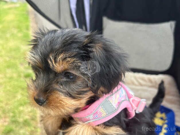 Yorkshire Terrier for sale in Newcastle upon Tyne, Tyne and Wear - Image 2