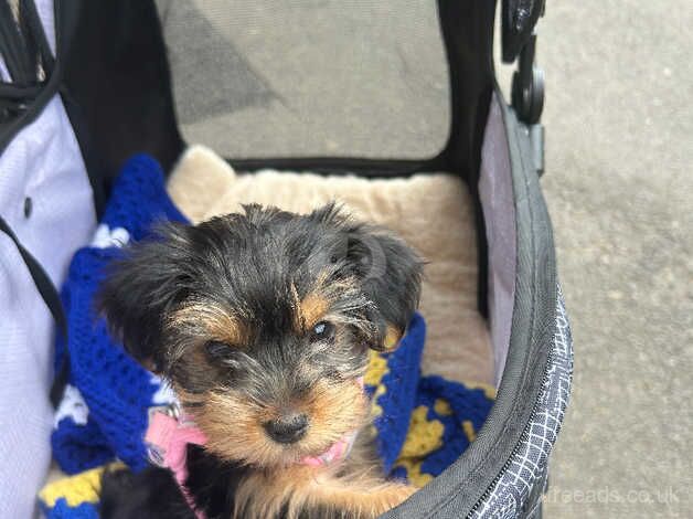 Yorkshire Terrier for sale in Newcastle upon Tyne, Tyne and Wear - Image 3