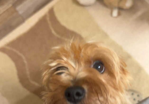 Yorkshire terrier for sale in Northstowe