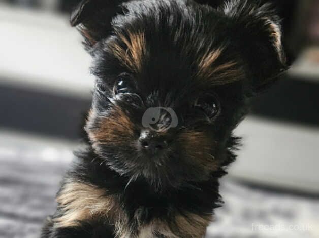 Yorkshire Terrier for sale in Nottingham, Nottinghamshire - Image 1