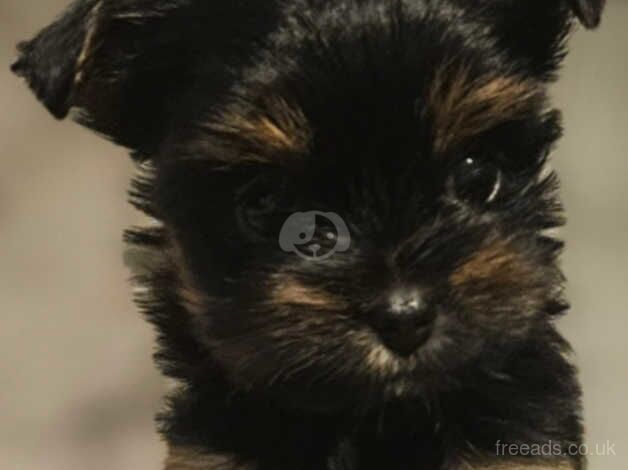 Yorkshire Terrier for sale in Nottingham, Nottinghamshire - Image 2