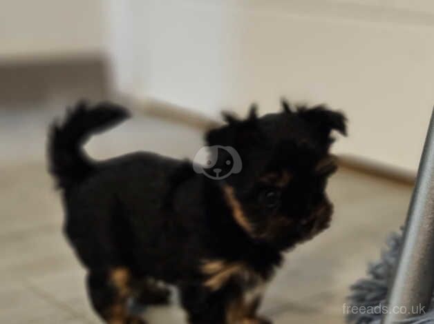 Yorkshire Terrier for sale in Nottingham, Nottinghamshire - Image 5