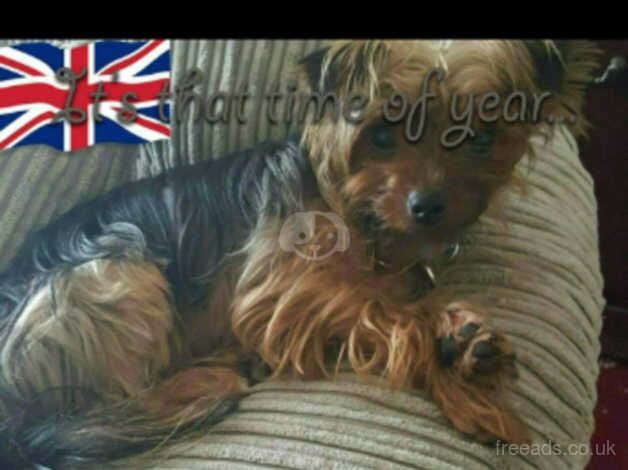 Yorkshire Terrier for sale in Oldham, Greater Manchester - Image 1