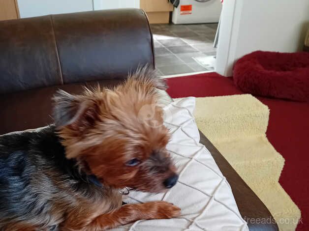 Yorkshire Terrier for sale in Oldham, Greater Manchester - Image 2