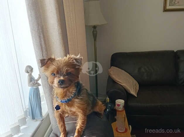 Yorkshire Terrier for sale in Oldham, Greater Manchester - Image 3