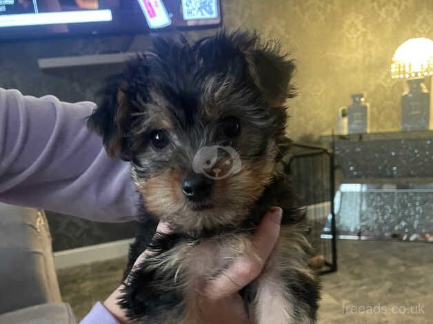 Yorkshire terrier for sale in Pickering, North Yorkshire