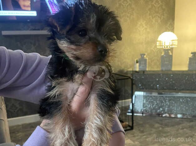 Yorkshire terrier for sale in Pickering, North Yorkshire - Image 2