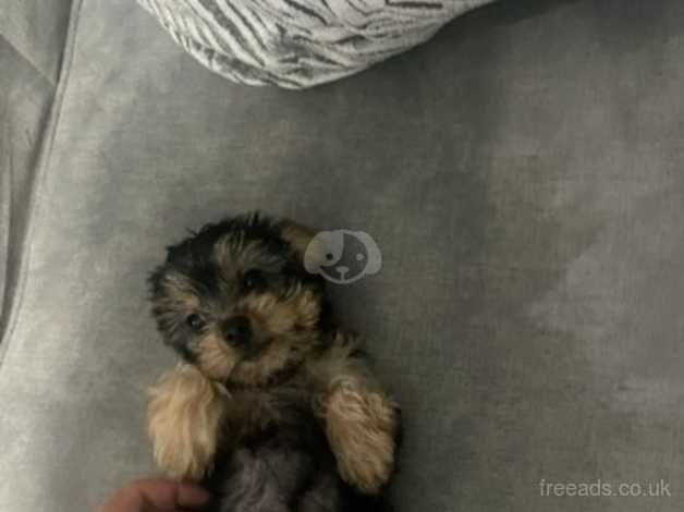 Yorkshire terrier for sale in Pickering, North Yorkshire - Image 5