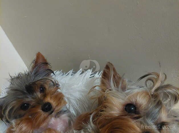 Yorkshire terrier for sale in Chatham, Caerphilly - Image 1