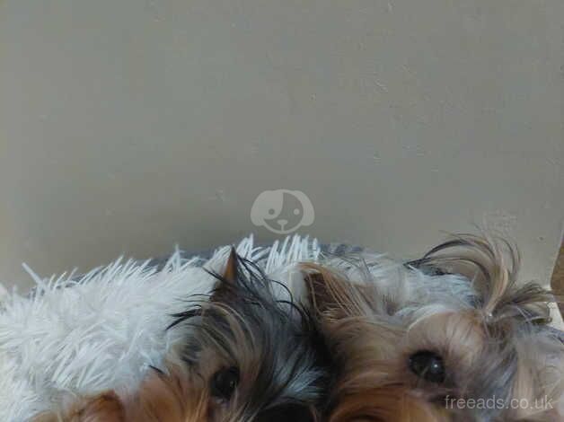 Yorkshire terrier for sale in Chatham, Caerphilly - Image 2