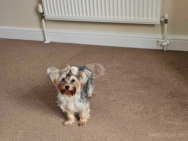 Yorkshire terrier for sale in Chatham, Caerphilly - Image 4