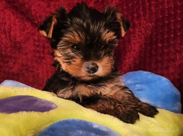 Yorkshire terrier for sale in Rushden, Northamptonshire