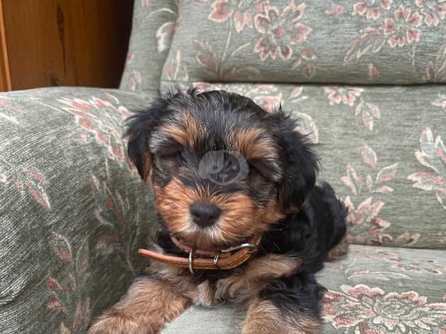 Yorkshire Terrier for sale in Slough, Powys - Image 1