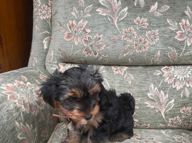 Yorkshire Terrier for sale in Slough, Powys - Image 2