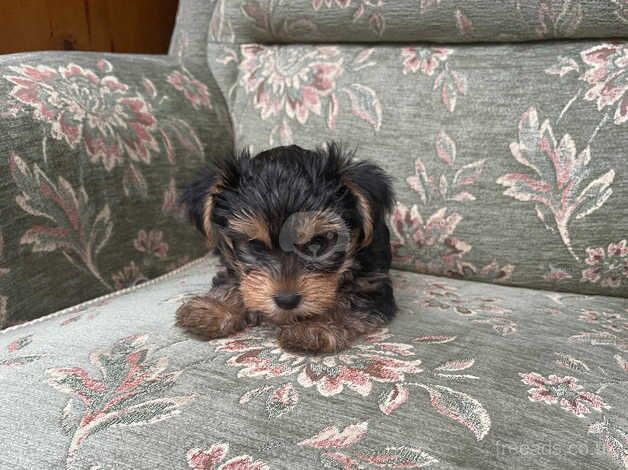 Yorkshire Terrier for sale in Slough, Powys - Image 3