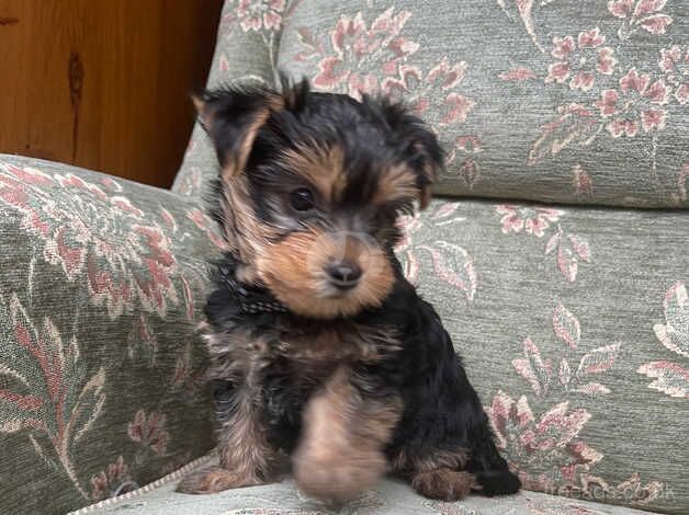 Yorkshire Terrier for sale in Slough, Powys - Image 4