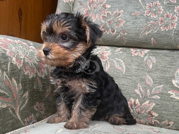 Yorkshire Terrier for sale in Slough, Powys - Image 5