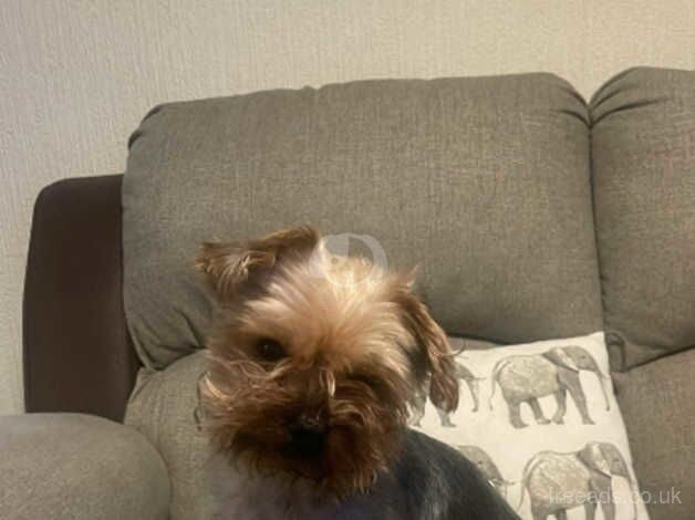 Yorkshire terrier for sale in Sutton In Ashfield, Nottinghamshire - Image 1