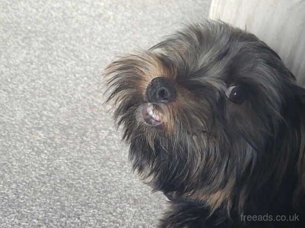 Yorkshire terrier for sale in Wingate, County Durham