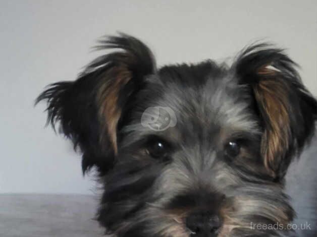 Yorkshire terrier for sale in Wingate, County Durham - Image 2