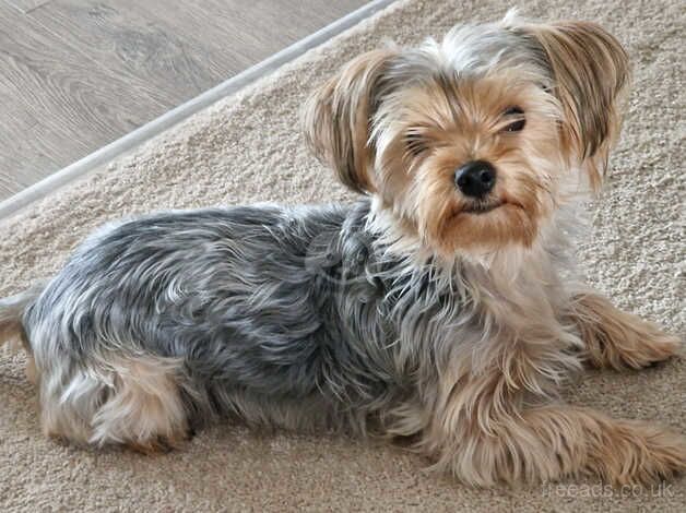 Yorkshire terrier for sale in Wingate, County Durham - Image 3