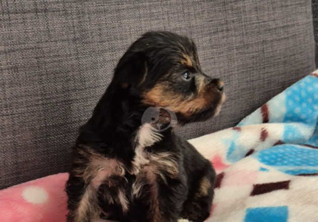 Yorkshire terrier for sale in Wolverhampton, West Midlands - Image 3