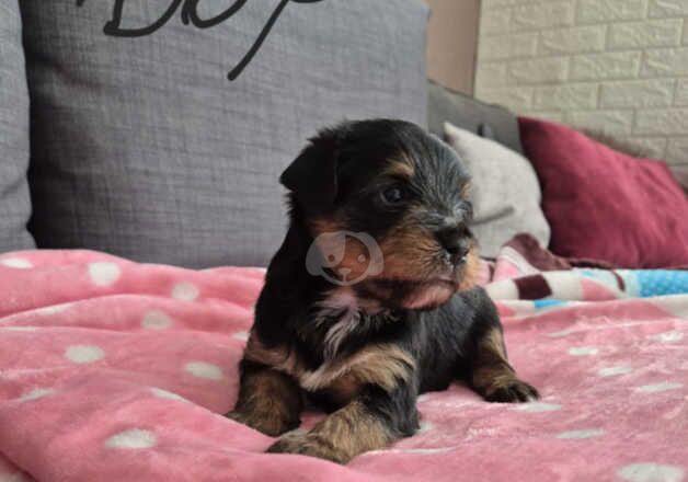 Yorkshire terrier for sale in Wolverhampton, West Midlands - Image 5