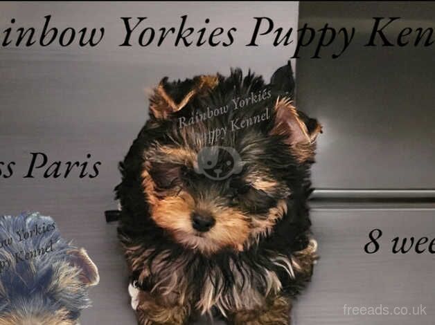 Yorkshire Terrier International Multigenerational Pedigree for sale