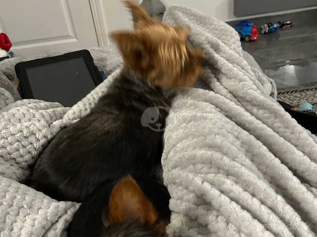 Yorkshire terrier looking for there forever home for sale in Preston, East Lothian - Image 3