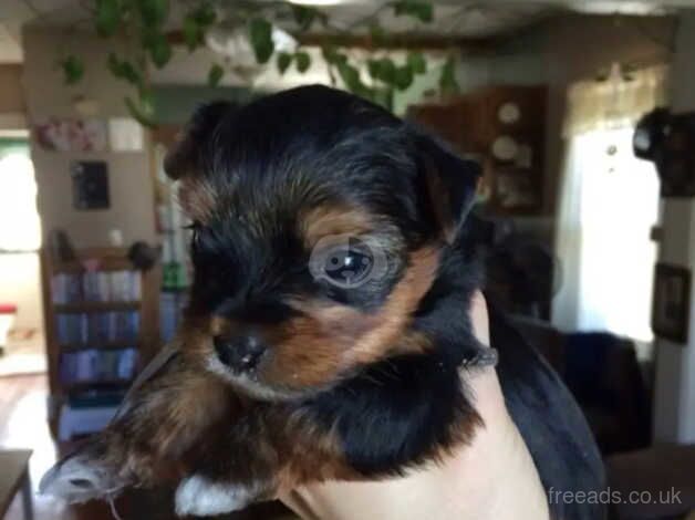 Yorkshire terrier lovely puppies for sale in Liverpool, Merseyside - Image 1