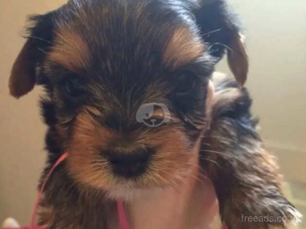 Yorkshire terrier lovely puppies for sale in Liverpool, Merseyside - Image 2