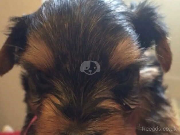 Yorkshire terrier lovely puppies for sale in Liverpool, Merseyside - Image 3