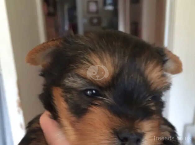 Yorkshire terrier lovely puppies for sale in Liverpool, Merseyside - Image 4