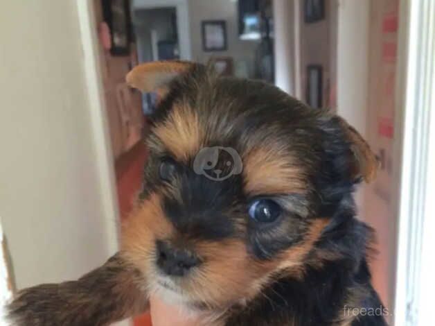 Yorkshire terrier lovely puppies for sale in Liverpool, Merseyside - Image 5