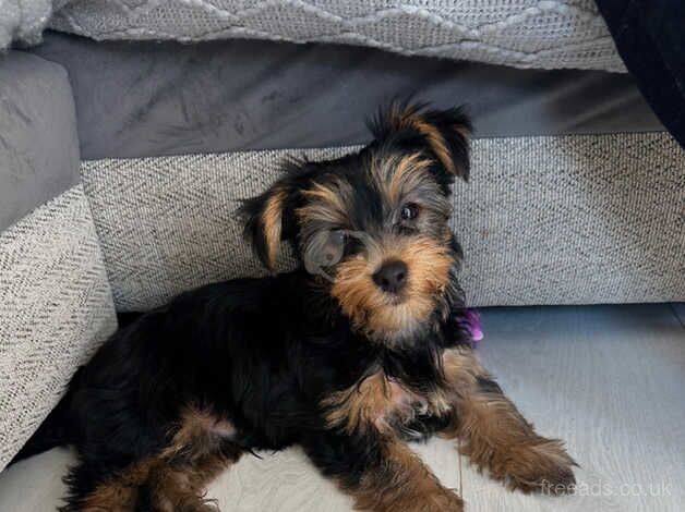 Yorkshire Terrier Male Puppy for sale in Romsey, Hampshire