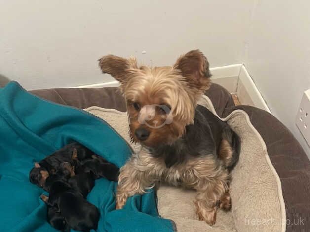 Yorkshire Terrier Male Puppy for sale in Romsey, Hampshire - Image 2