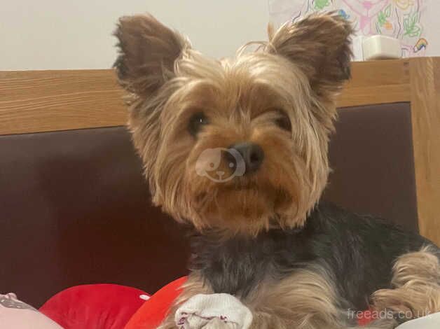 Yorkshire Terrier Male Puppy for sale in Romsey, Hampshire - Image 3