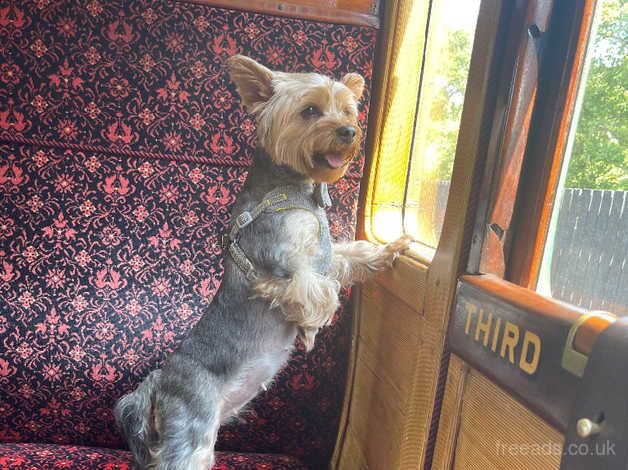 Yorkshire Terrier Male Puppy for sale in Romsey, Hampshire - Image 4