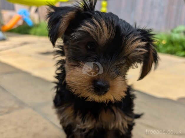 Yorkshire Terrier Male Puppy for sale in Romsey, Hampshire - Image 5