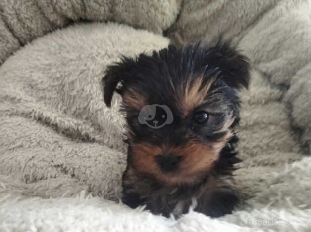 Yorkshire terrier mini for sale in Brent, Cornwall - Image 3