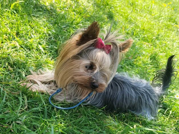 Yorkshire terrier mini for sale in Brent, Cornwall - Image 4