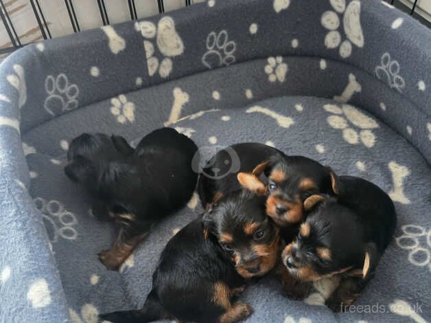 Yorkshire terrier mini for sale in Harworth, Nottinghamshire