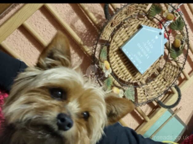 Yorkshire terrier mini for sale in Harworth, Nottinghamshire - Image 2