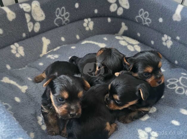 Yorkshire terrier mini for sale in Harworth, Nottinghamshire - Image 3