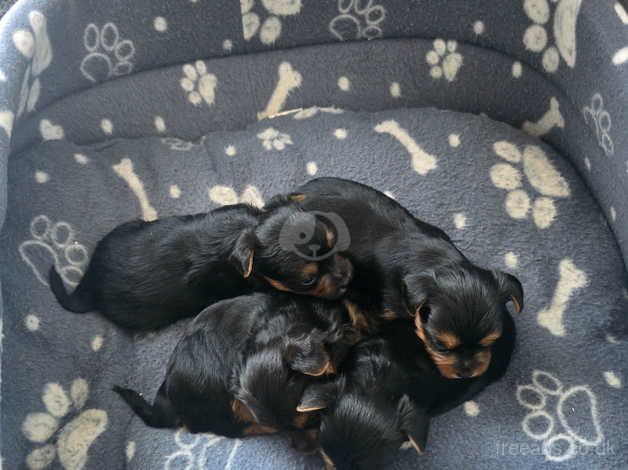 Yorkshire terrier mini for sale in Harworth, Nottinghamshire - Image 4