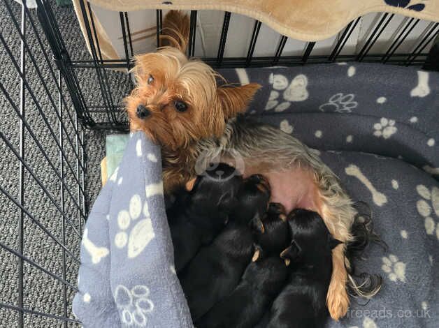 Yorkshire terrier mini for sale in Harworth, Nottinghamshire - Image 5