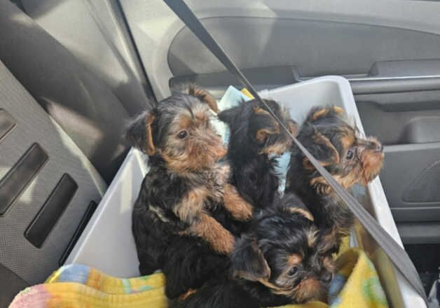 Yorkshire terrier mini for sale in Harworth, Nottinghamshire