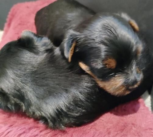 Yorkshire terrier miniature puppies for sale in Blackpool, Lancashire - Image 1