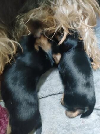 Yorkshire terrier miniature puppies for sale in Blackpool, Lancashire - Image 2
