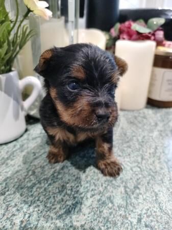 Yorkshire terrier miniature puppies for sale in Blackpool, Lancashire - Image 4